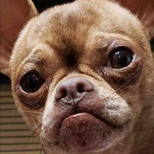 Meet your Posher, Leslie